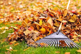 Leaves with rake